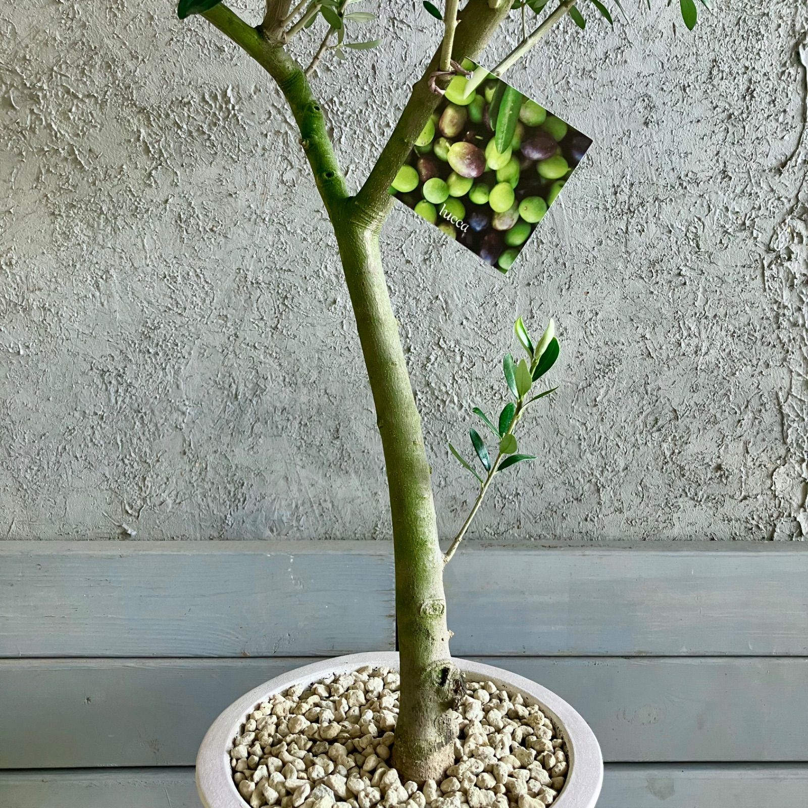 人気品種 美形 オリーブの木 souju ルッカ 7号 テラコッタ鉢植え