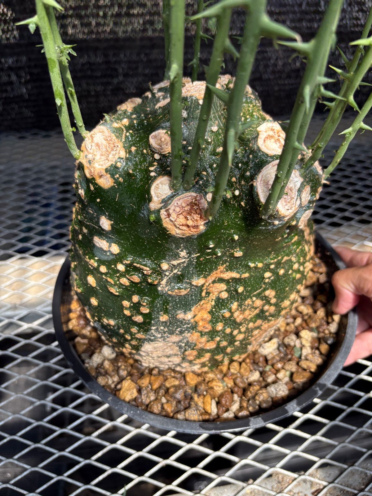 観葉植物 masa様