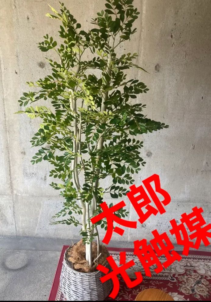 光触媒　人工観葉植物　ウォールグリーン　フェイクグリーン　シュロチク180 光触媒 人工観葉植物 ウォールグリーン フェイクグリーン シュロチク