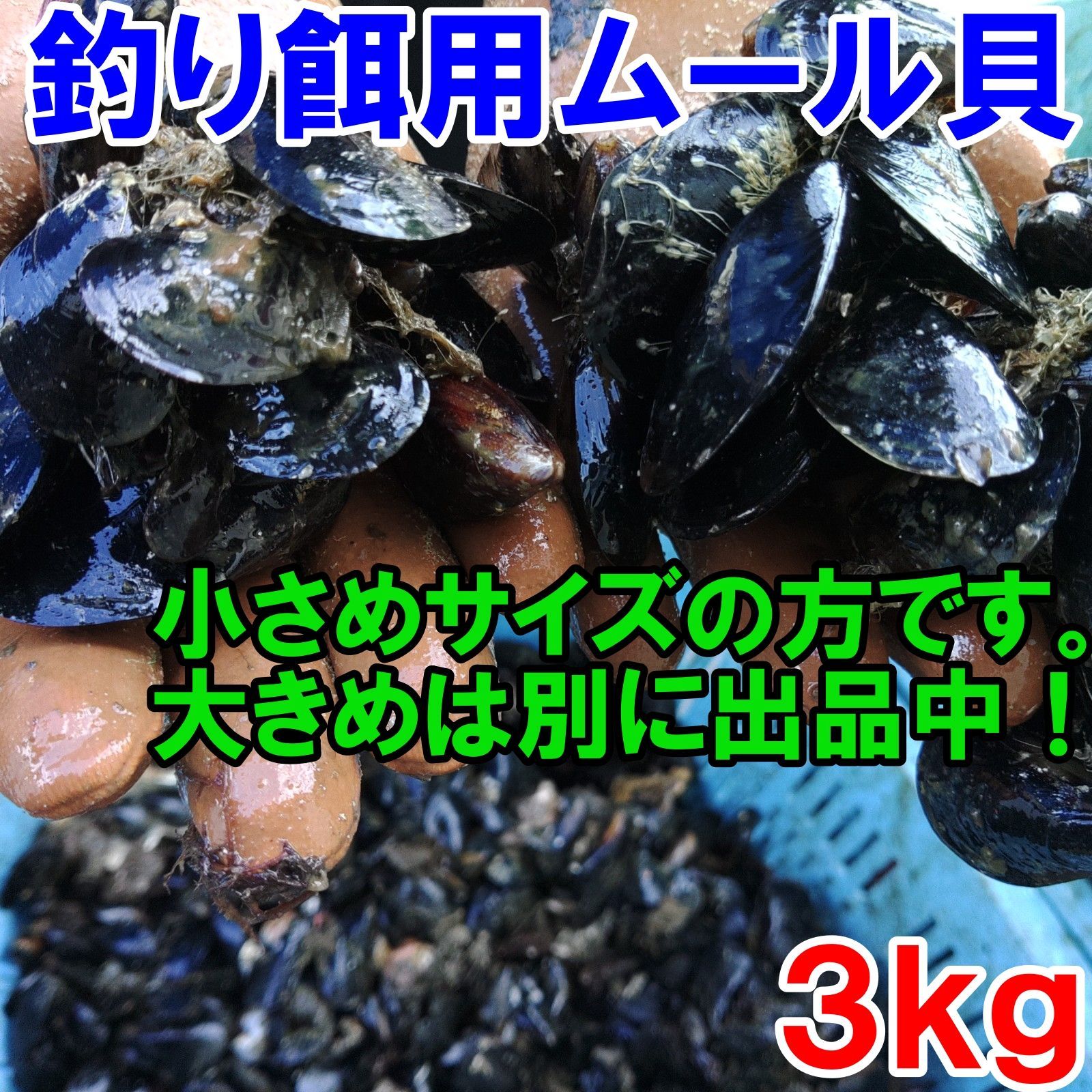 【平日15時まで即日発送可能】小さめサイズ 送料無料 釣り餌に★「ムラサキイガイ★小さめ★３ｋｇ」 冷凍品イガイ カラス貝 ムール貝 釣りエサクロダイ 黒鯛 チヌ 石鯛【80】