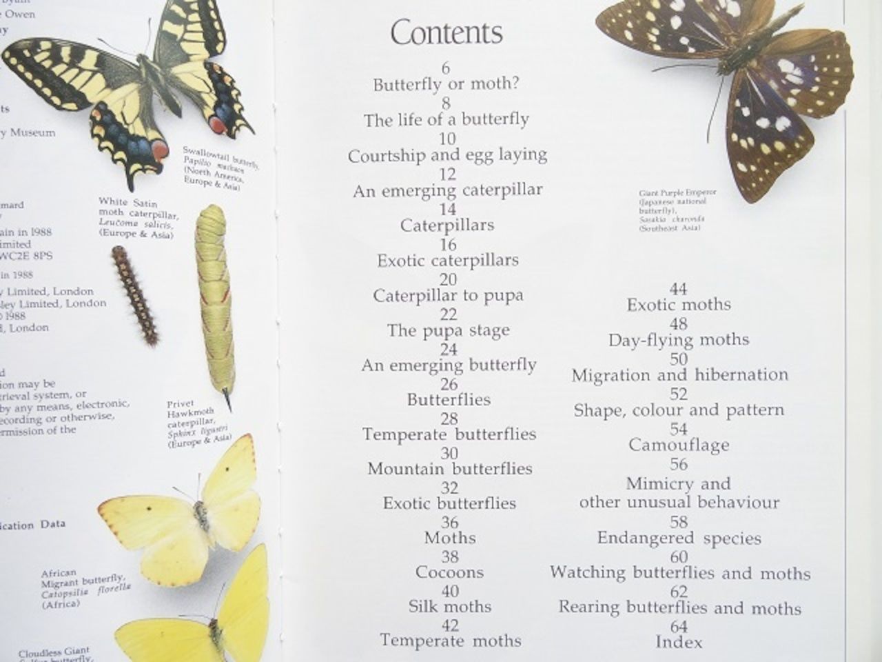 蝶　蛾　図鑑　洋書　バタフライ　Butterflies Moths 洋書◇蝶と蛾の写真集 本 図鑑 チョウ ガ 蝶々 蝶 蛾 図鑑