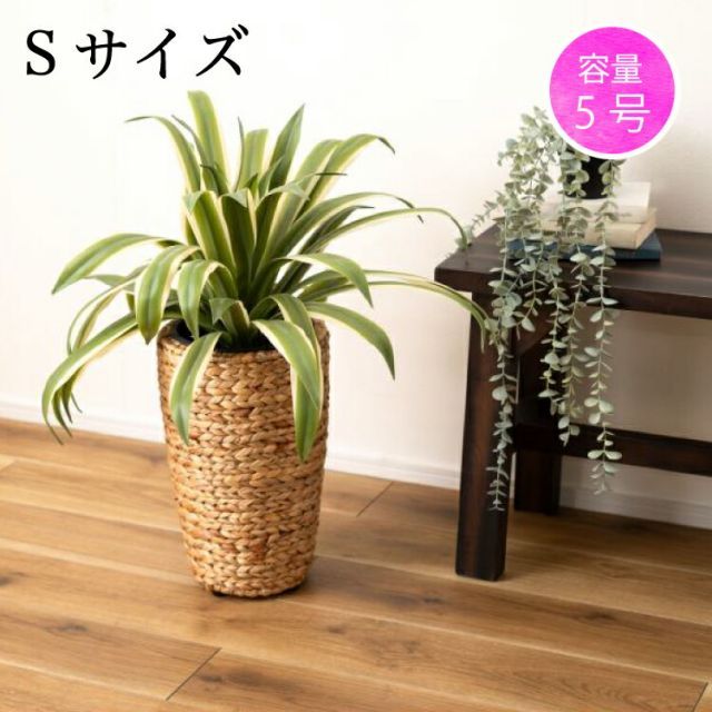 観葉植物 S
