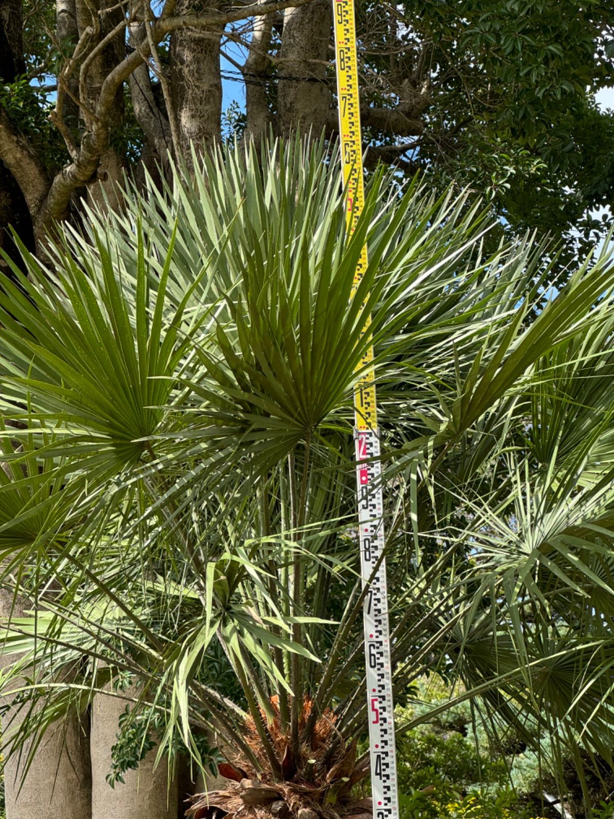 チャメロプス　送料込み 楽天市場】ヤシの木 【チャメロプス フミリス】 フレグラー