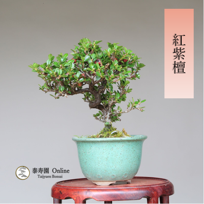 メルカリshops 紅紫檀 ベニシタン 小品盆栽