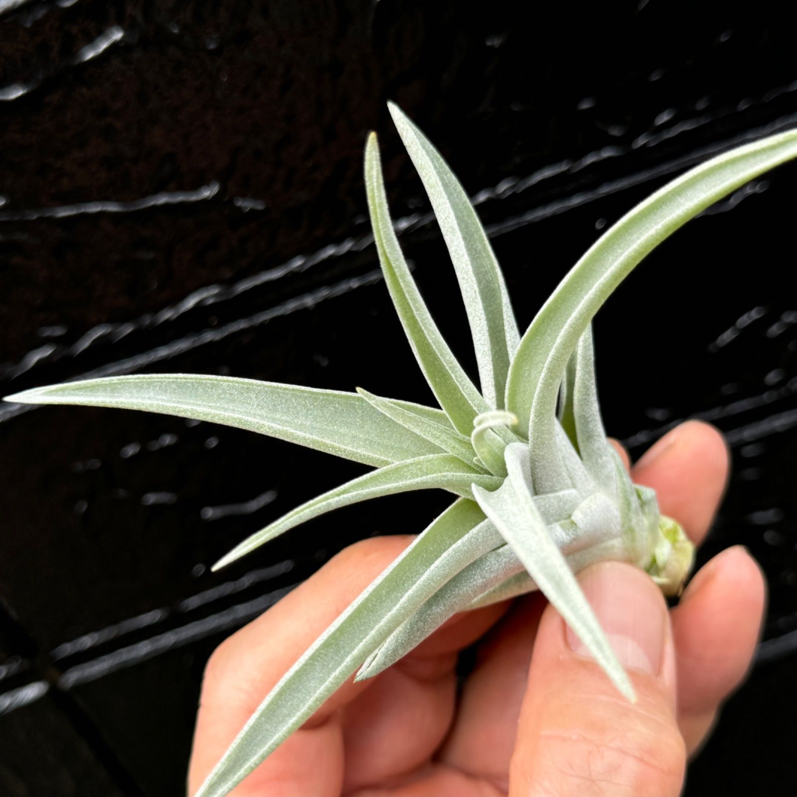 チランジア ハリシー × キセログラフィカ Tillandsia harrisii