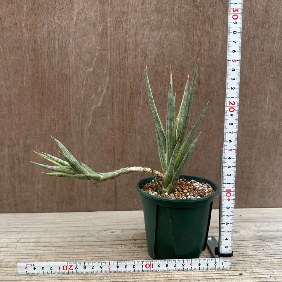 サンセベリア フランシシー 斑入② Sansevieria francisi variegated サンスベリア フランシー 斑入り バリエガタ 現品 観葉植物  観葉 植物 珍奇植物 珍奇 珍しい レア 希少 インテリア プレゼント おうち時間 グリーン - メルカリ