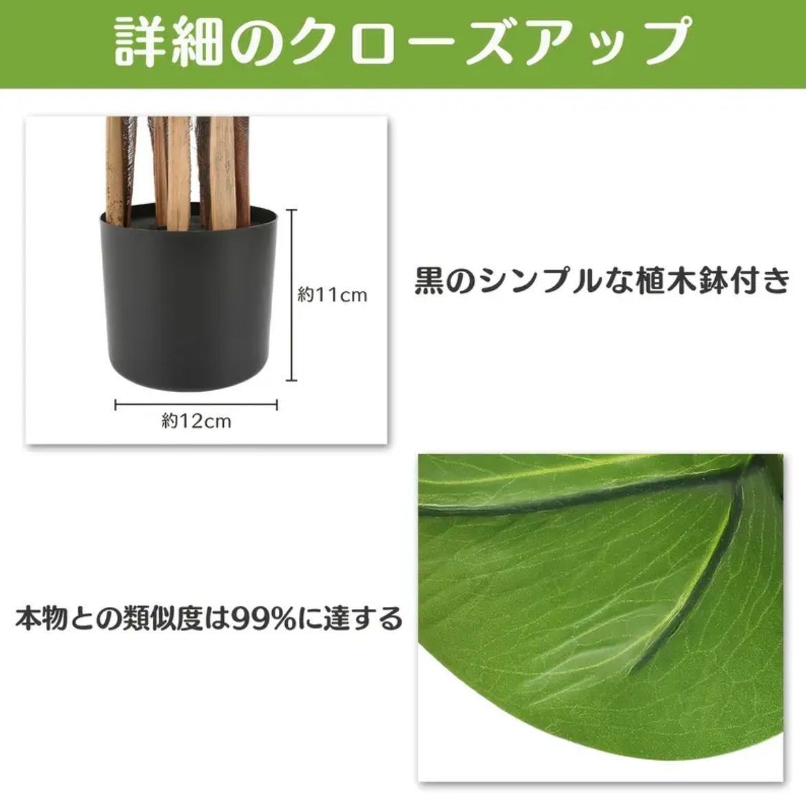 ◈ 人口観葉