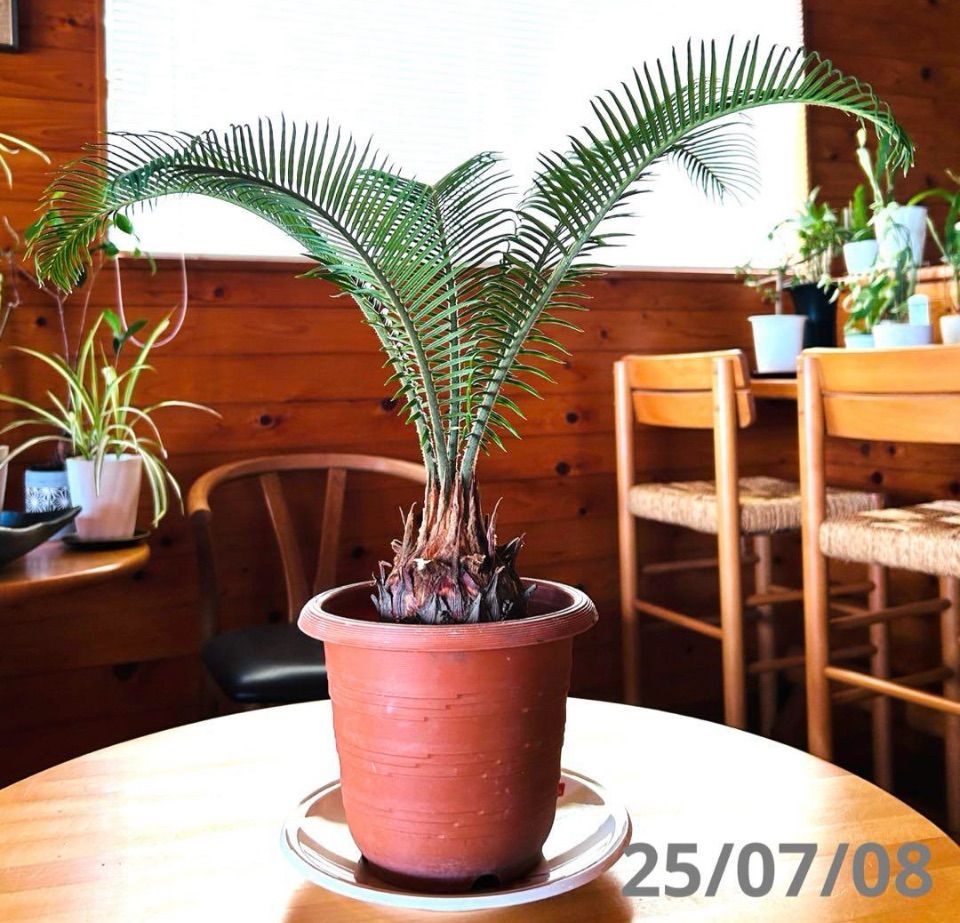現品 蘇轍 ソテツ 新芽 大株 5号鉢植え - メルカリ