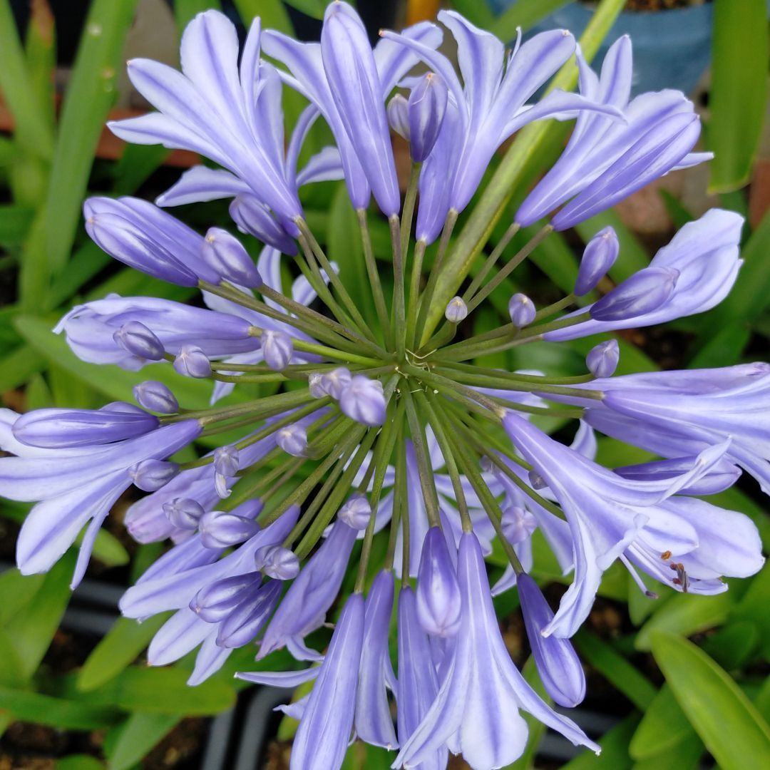 メルカリshops アガパンサス 大輪 苗 2本セット