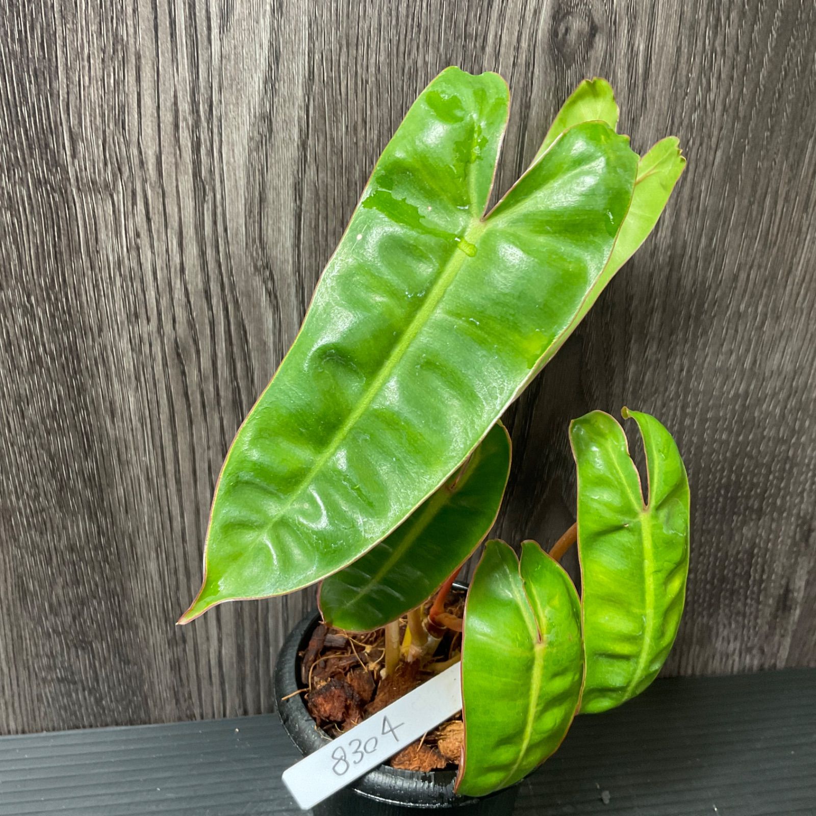 フィロデンドロン ビレッティア Philodendron “Billietiae”