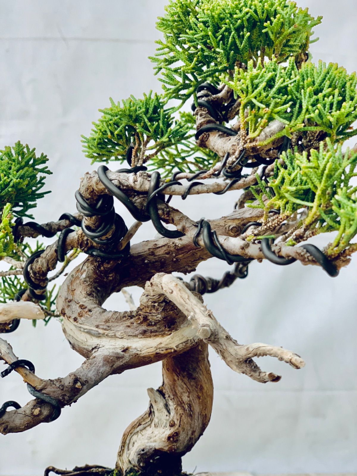 真柏 小品盆栽 しんぱく - メルカリ