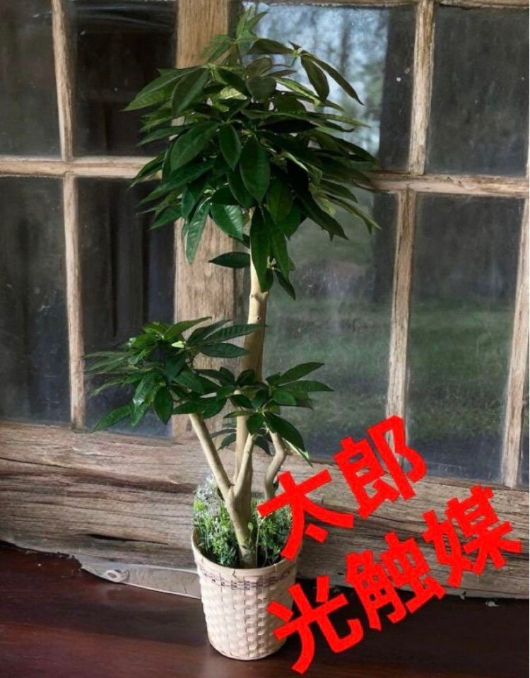 光触媒 人工観葉植物 ウォールグリーン フェイクグリーン パキラ13057