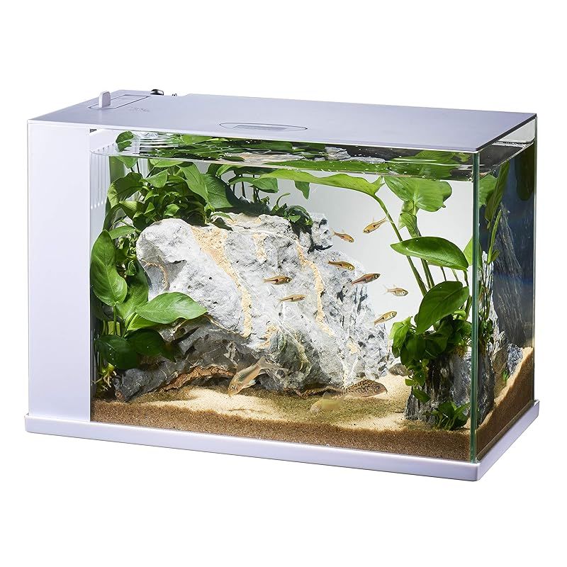 AQUARIUM ラクテリア