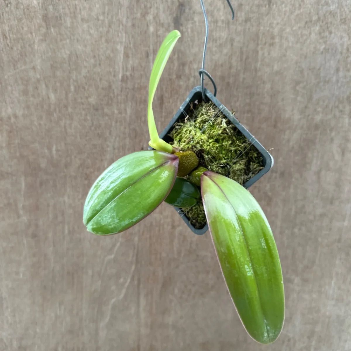 バルボフィラム ファレノプシス③ Bulbophyllum phalaenopsis 現品 観葉植物 観葉 植物 珍奇植物 珍奇 珍しい レア 希少  着生ラン ラン 蘭 ハンギング 吊るす 吊り下げ インテリア おしゃれ かわいい | Mua sắm tại Mercari từ Nhật Bản!  | Buyee