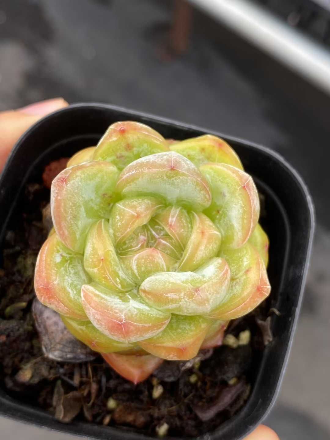 24株の抜き苗セット イエロースター 多肉植物 佐川急便発送 エケベリア 韓国苗 MY349