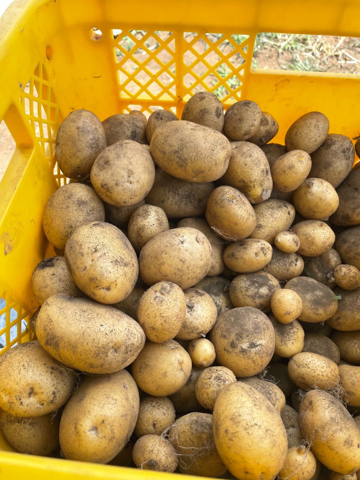 幻のジャガイモ【ながさき黄金 約10キロ】 マツコの知らない世界で紹介