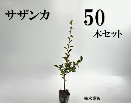 50本セット サザンカ樹高0.5m前後10.5cmポット