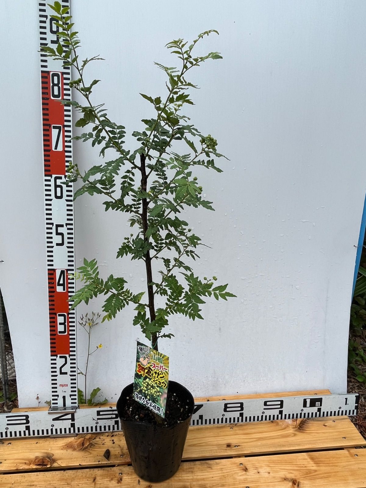 強い山椒苗 /スーパー朝倉山椒5号接木苗・強健台木 - メルカリ