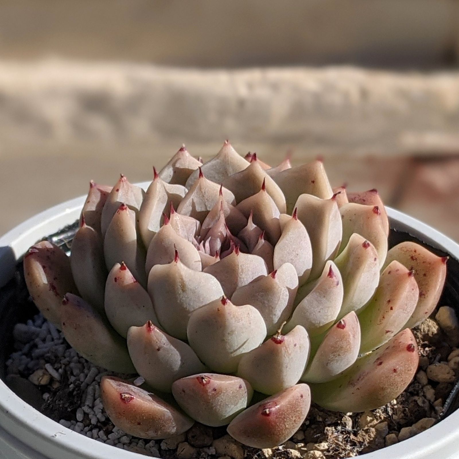 多肉植物♥゛レッドベリー 抜き苗 レッドサークル 多肉植物 抜き苗 エケベリア - メルカリ
