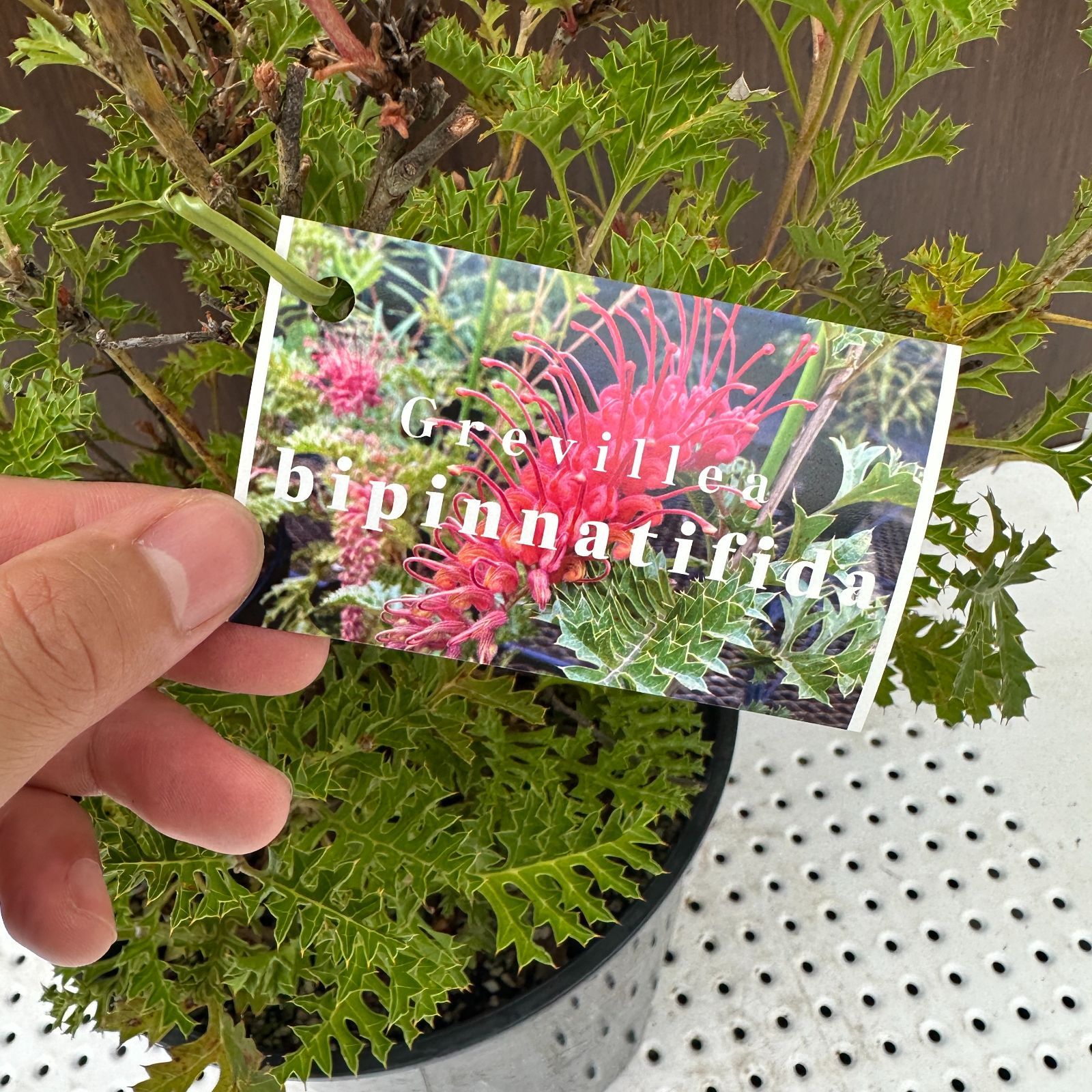 グレビ グレープ