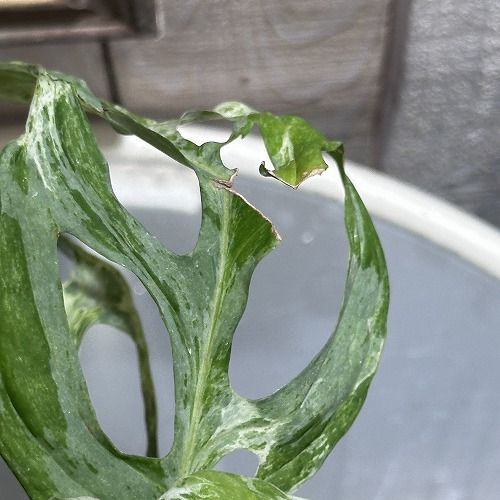 斑入り