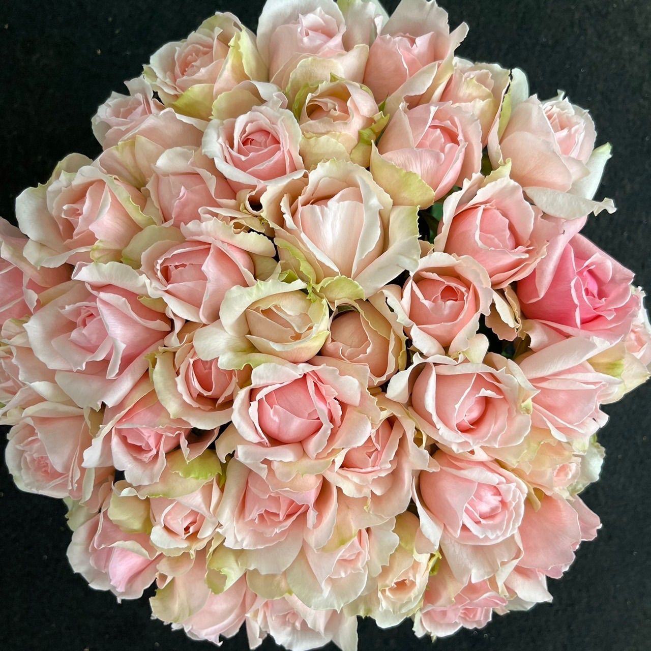 バラ（切り花 ・生花）エレガントドレス 30㎝SMサイズ 40本 産地