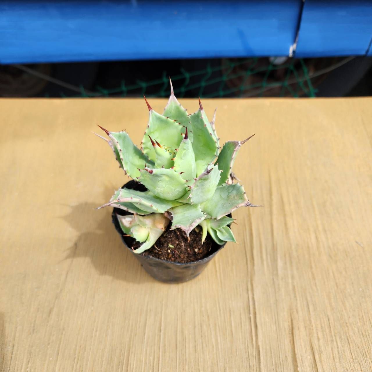 子株付き】【抜き苗発送】 アガベ イシスメンシス Agave 子株付き】【抜き苗発送】 アガベ イシスメンシス Agave