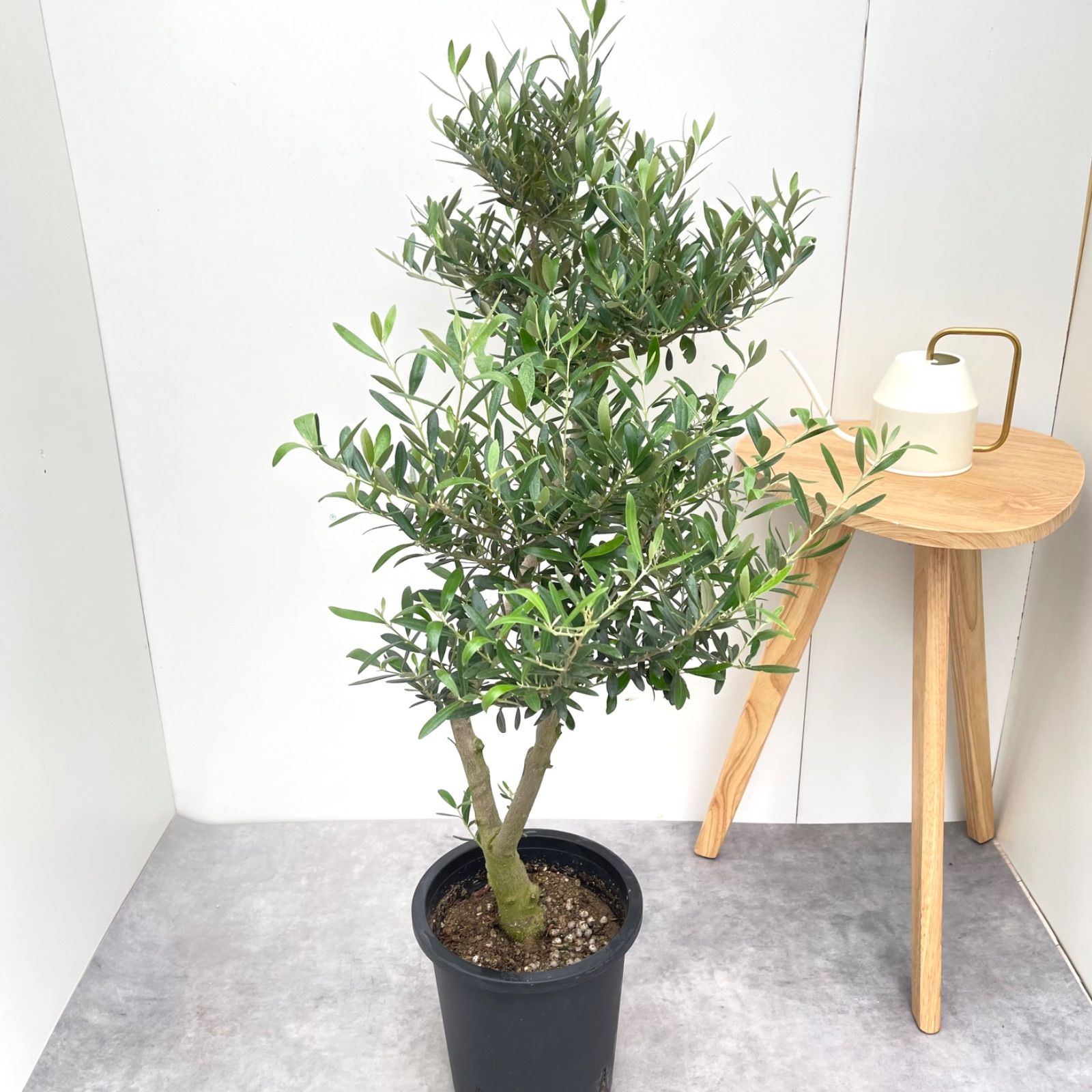 オリーブ ネバディロブランコ 13【現品】観葉植物 創樹 SOUJU 大型