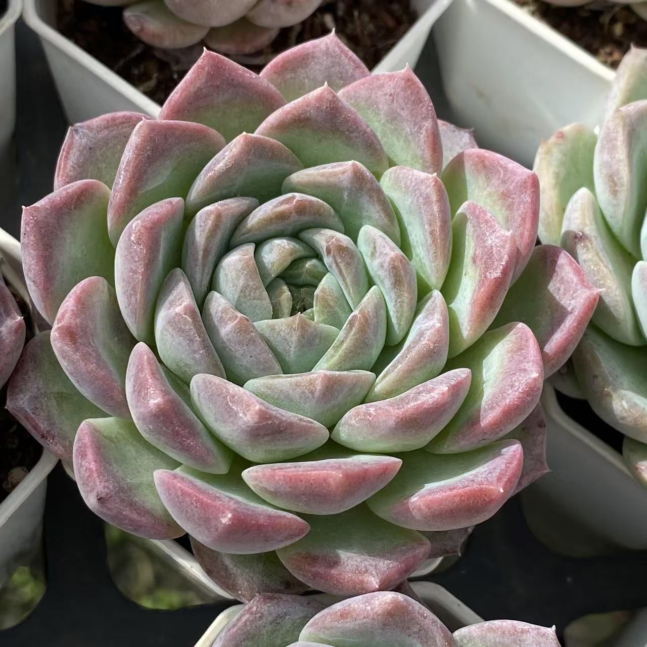 54株の抜き苗セット ピンク恋単頭 多肉植物 佐川急便発送 エケベリア 韓国苗 NGN1433