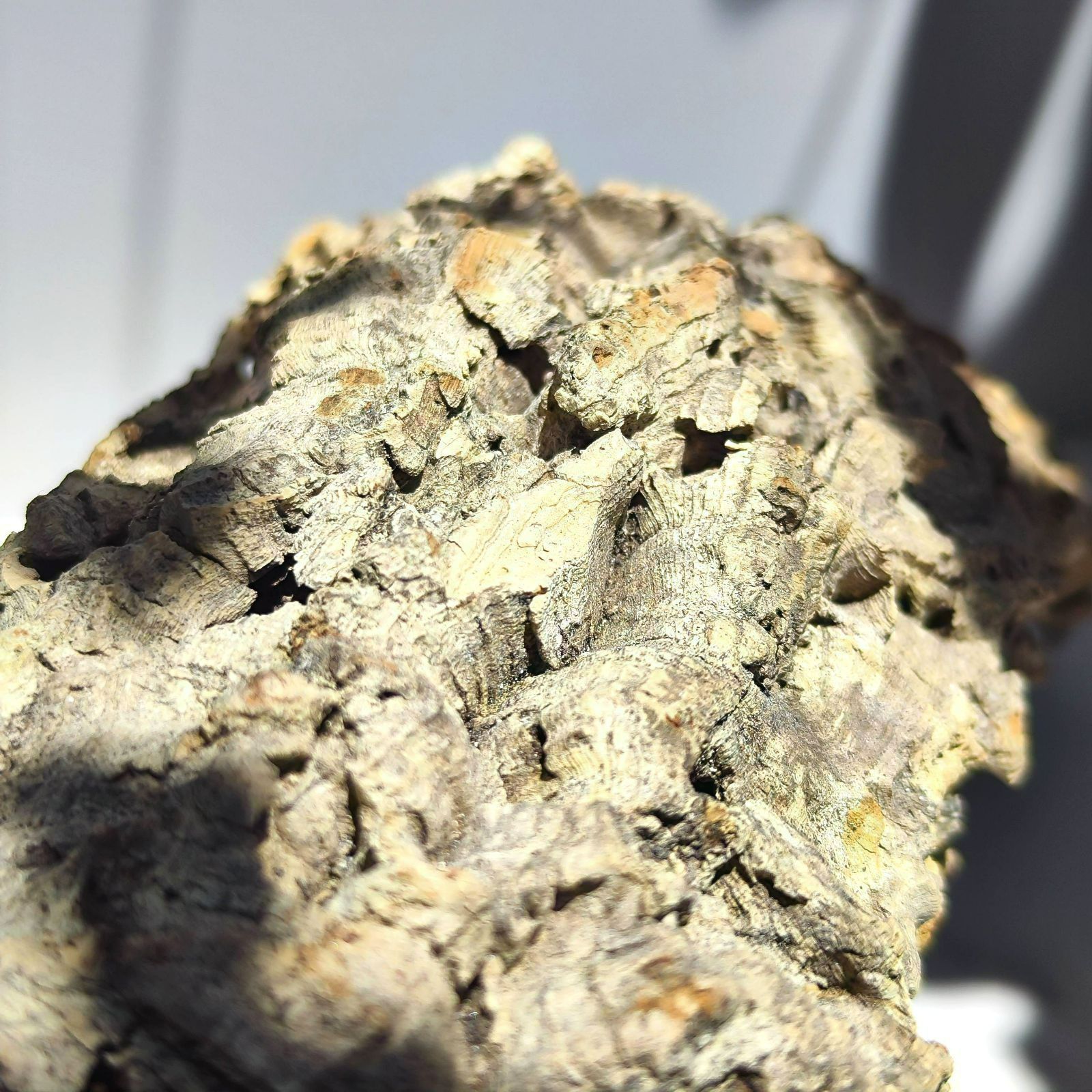 25D728 ポルトガル産 キャノンコルク コルク樹皮 バージンコルク