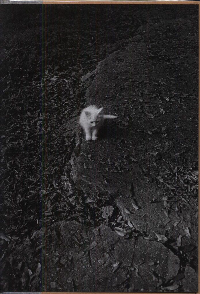 レア サイン入り Summertime By Mark Steinmetz レア サイン入り Summertime By Mark Steinmetz