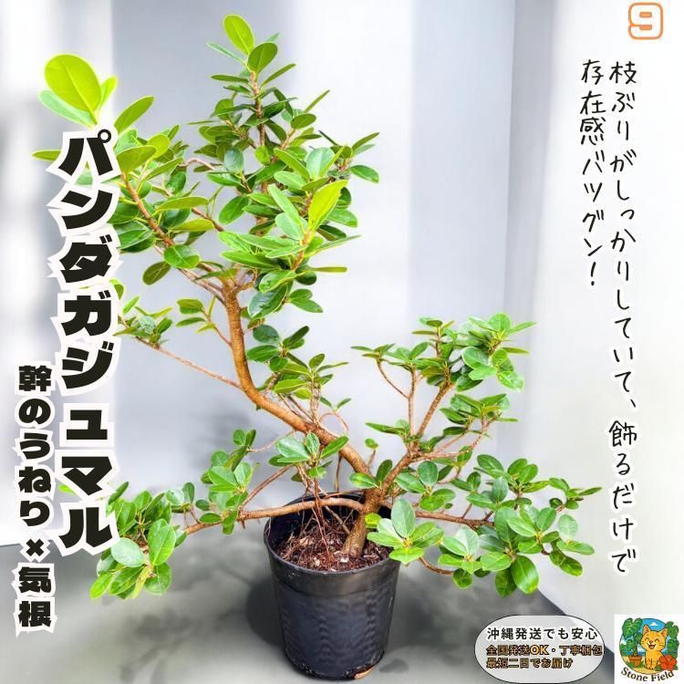 【一点モノ】存在感バツグン！パンダガジュマル９｜丈夫で育てやすい◎ 一点モノ】存在感バツグン！パンダガジュマル9｜丈夫で育てやすい