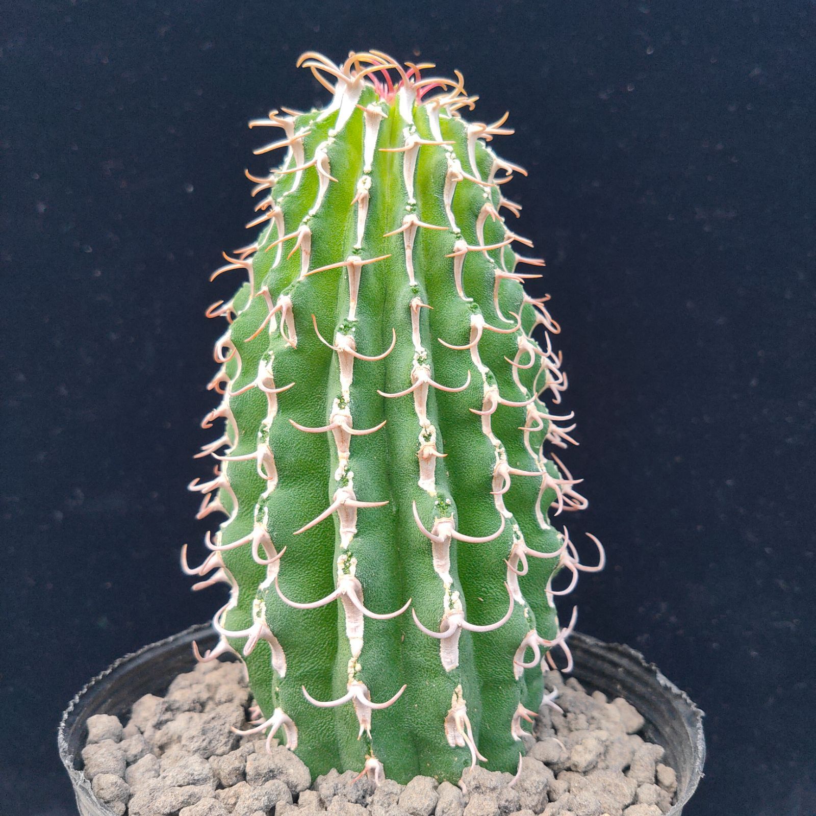 ユーフォルビア コルムナリス 多肉植物 サボテン コーデックス