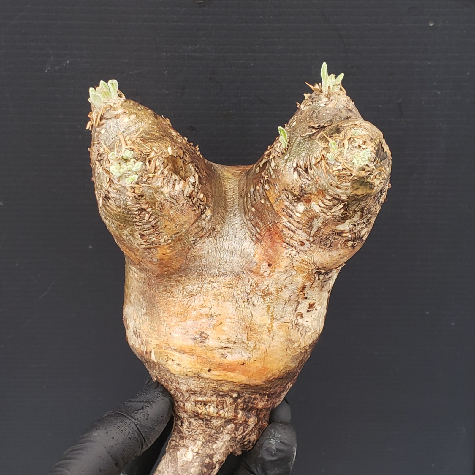 塊根植物 エブレネウム現地球 5/3.4.5.6に開催するスーパーSALEから販売するから販売する