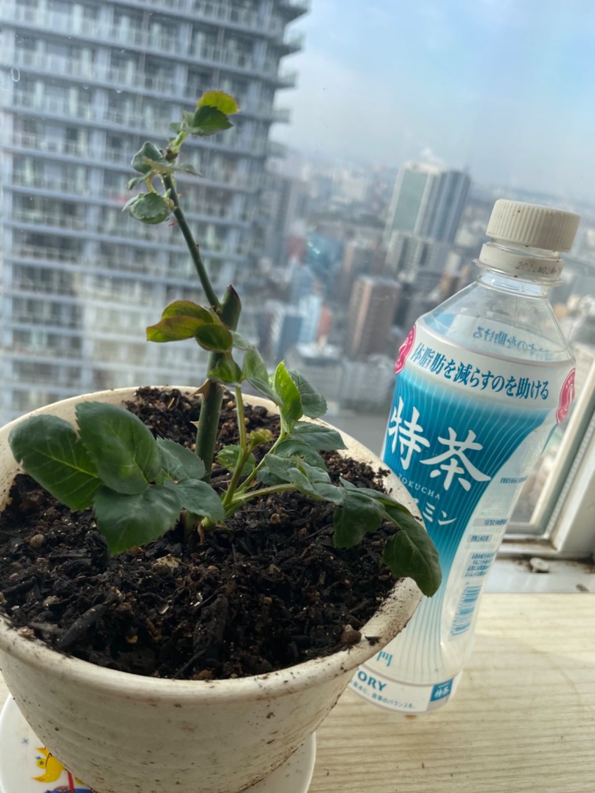 超強香超強健！入手困難パールのようなお花 切り花品種 数量限定