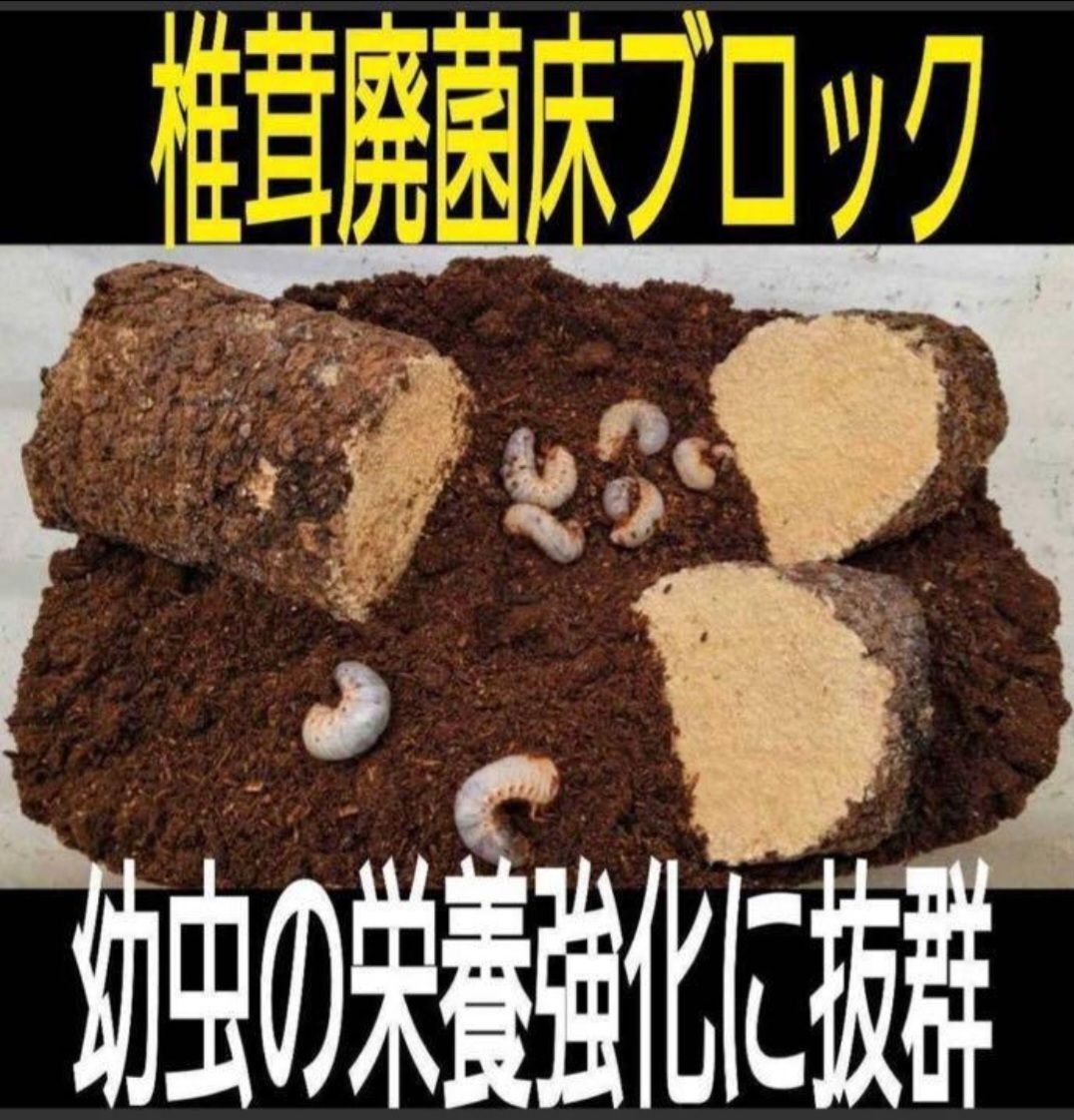 カブトムシ幼虫の栄養強化に！椎茸菌床3個☆マットに埋めるとモリモリ