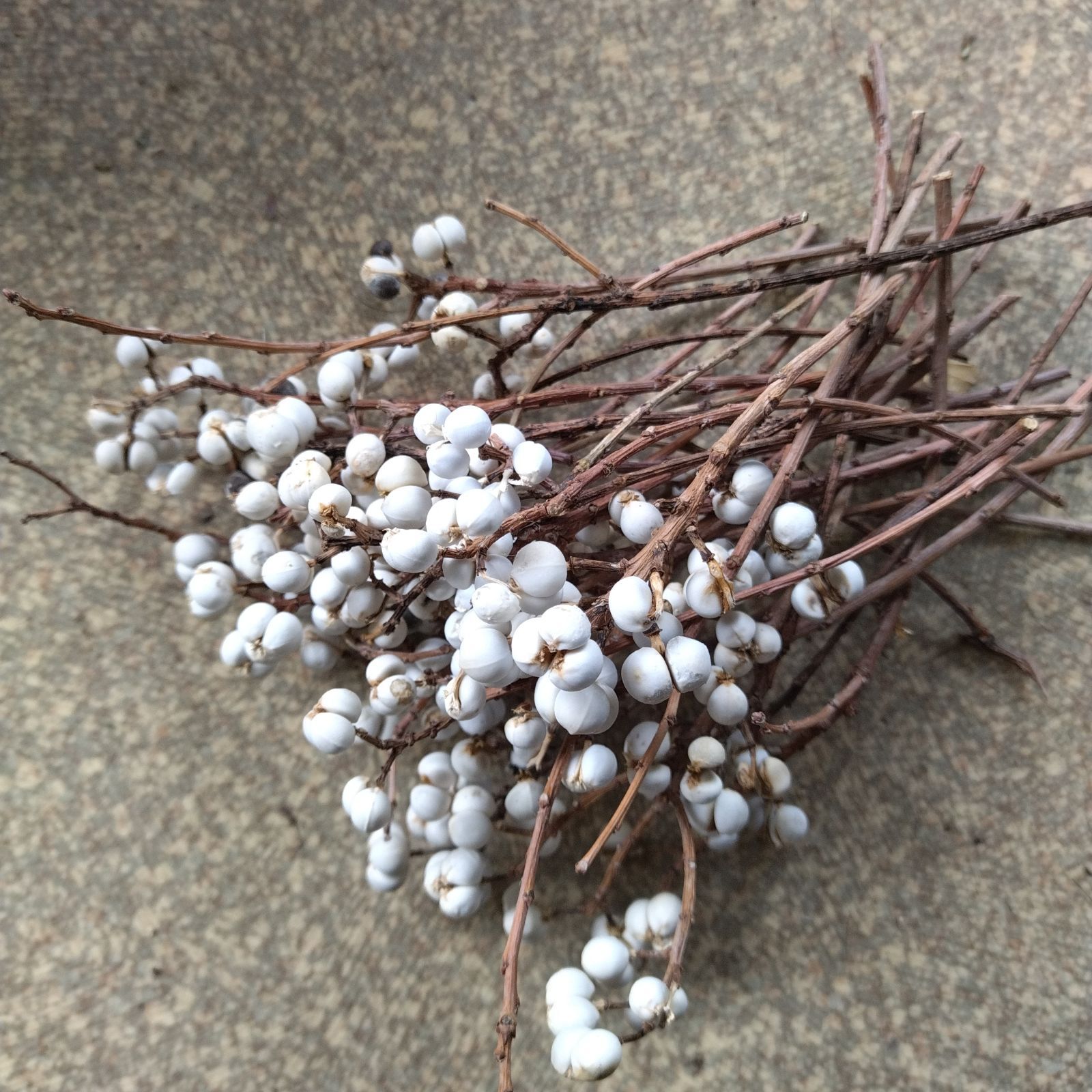 ナンキンハゼの実。ナンキンハゼ。13本。ドライフラワー。スワッグ