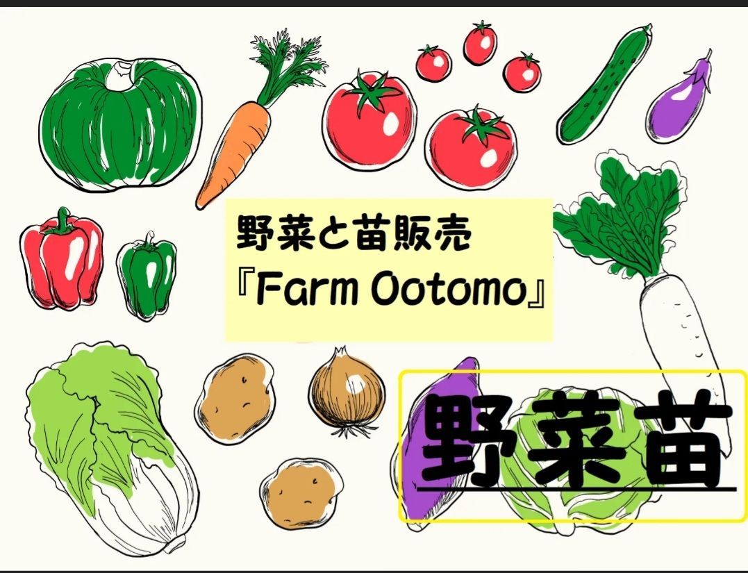 いわみさま Farm Ootomo ミニトマト苗 ピッコラカナリア WWW_GEBZETESISAT_COM_TR