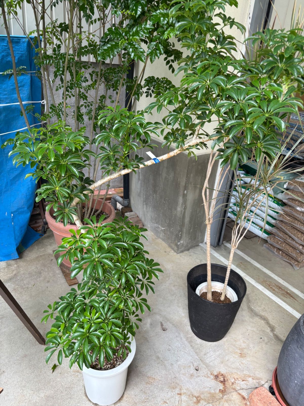 観葉植物 丈夫