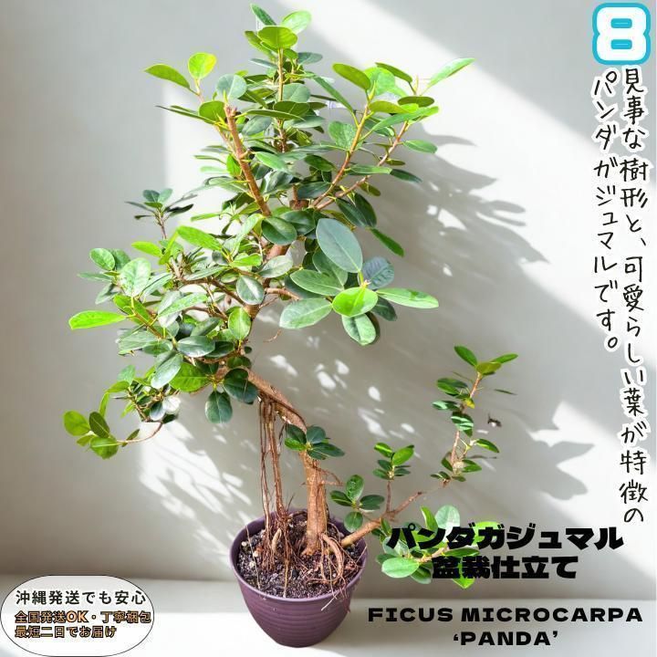 ✨パンダガジュマル No.8【盆栽仕立て】✨ - メルカリ