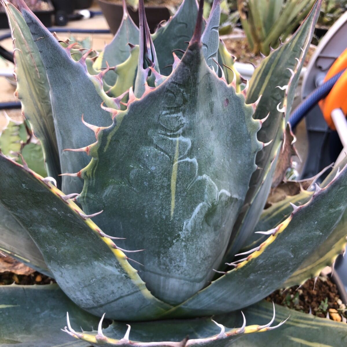 パラサナ錦 親株 アガベ 