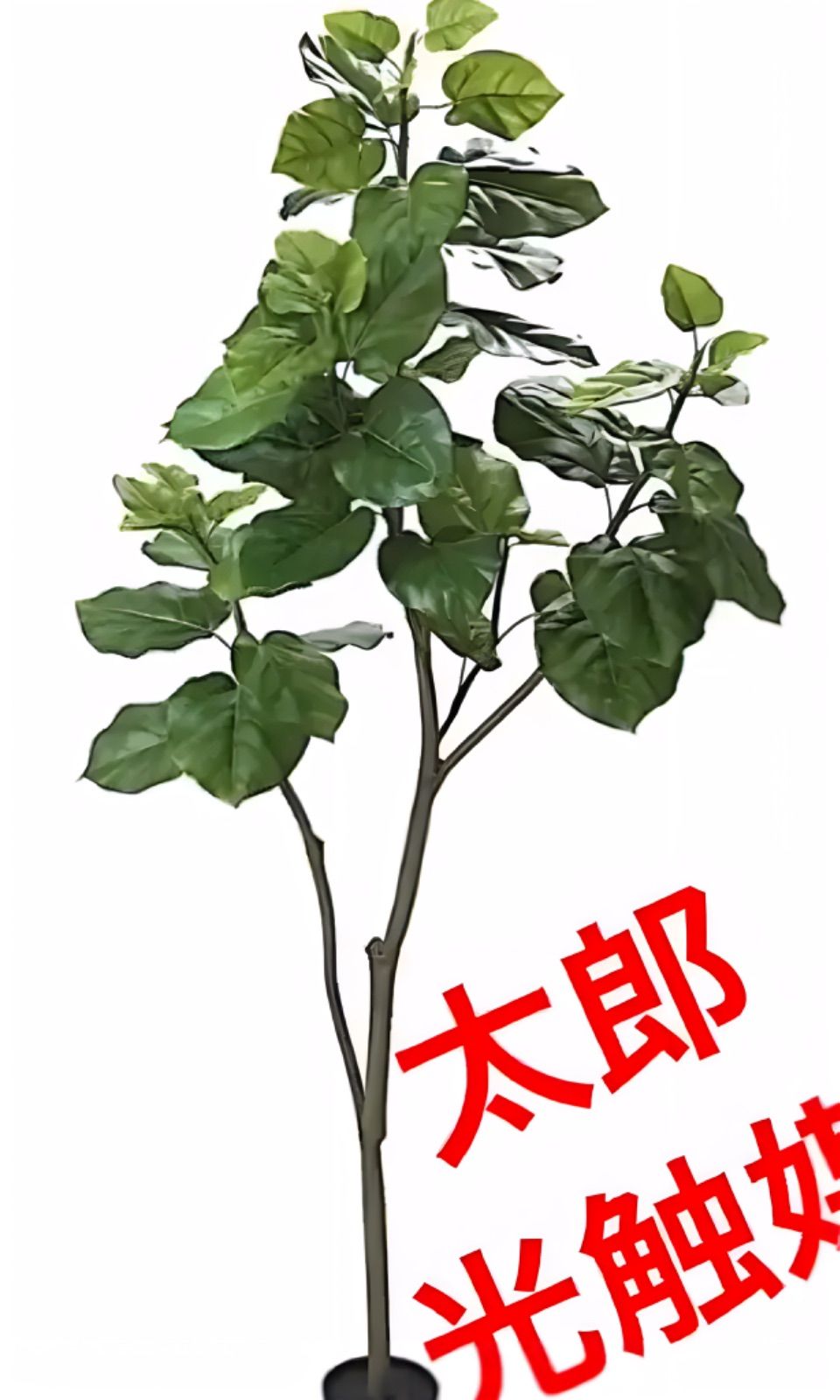 光触媒　人工観葉植物　ウォールグリーン　フェイクグリーン　ウンベラータ1.55リビング