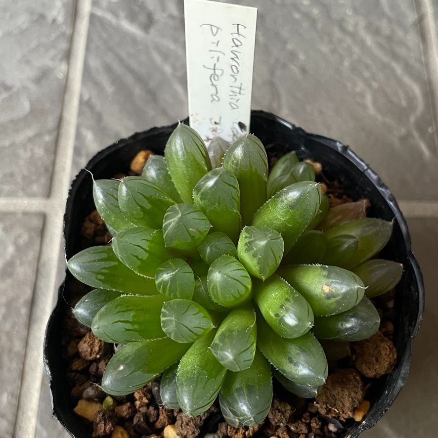 多肉植物 ハオルチア クブシエ Haworthia cooperi var. pilifera JDV