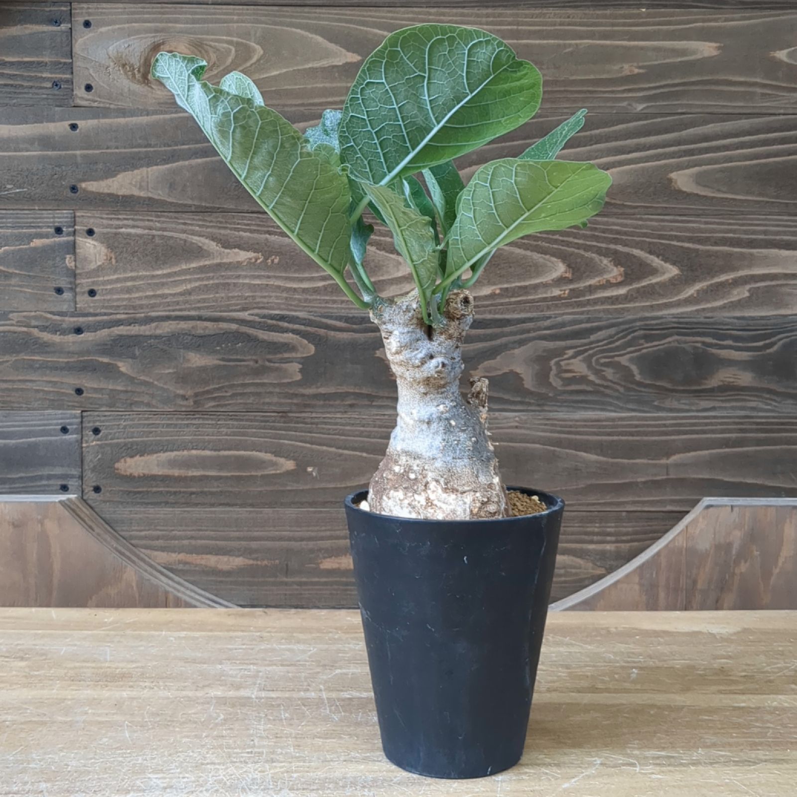 フォッケアムルチフローラ現地球