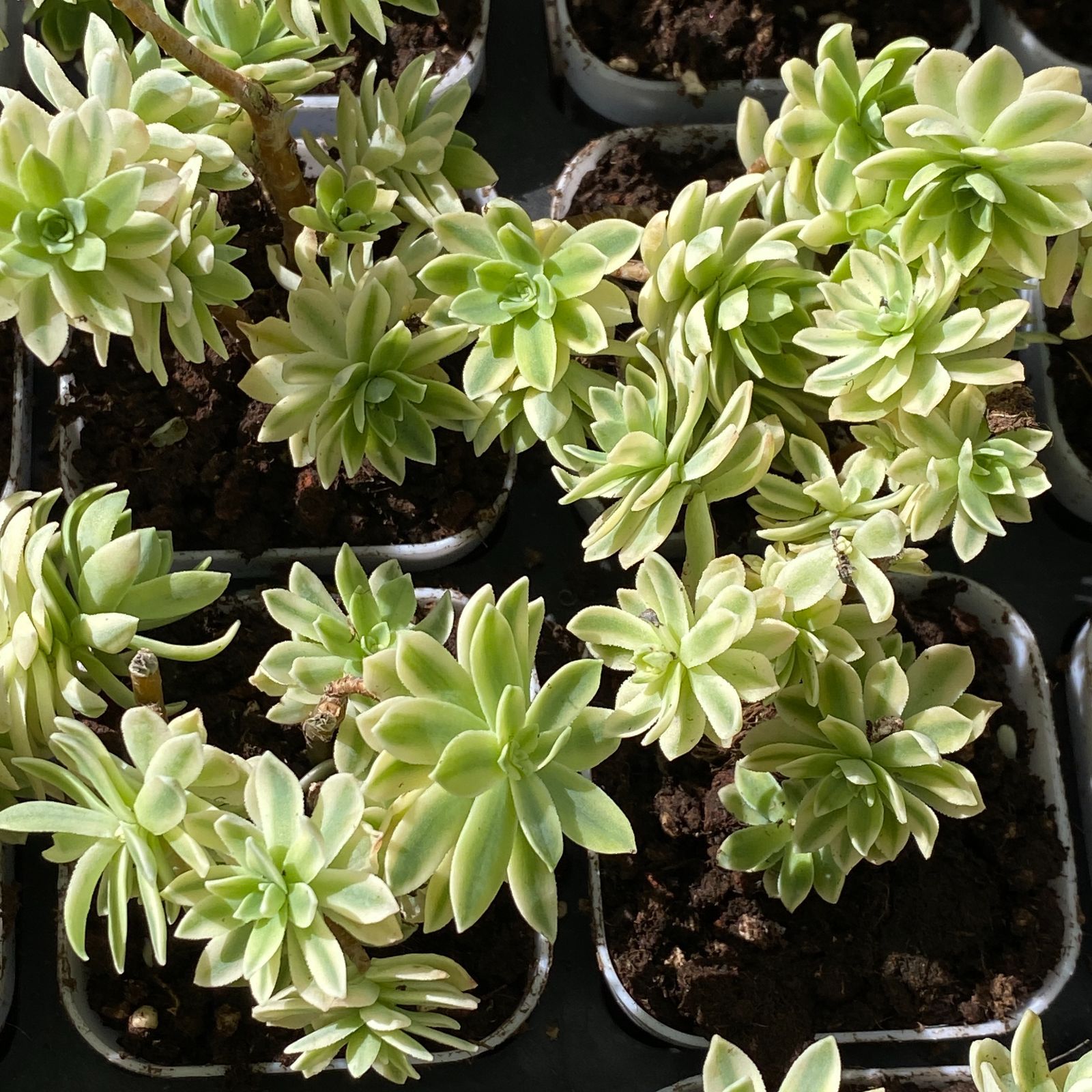ベ*コ様 C2040×35株 ジプシー錦 抜き苗 多肉植物 エケベリア サボテン s*様 E-2040×35株 ジプシー錦 抜き苗 多肉植物 エケベリア