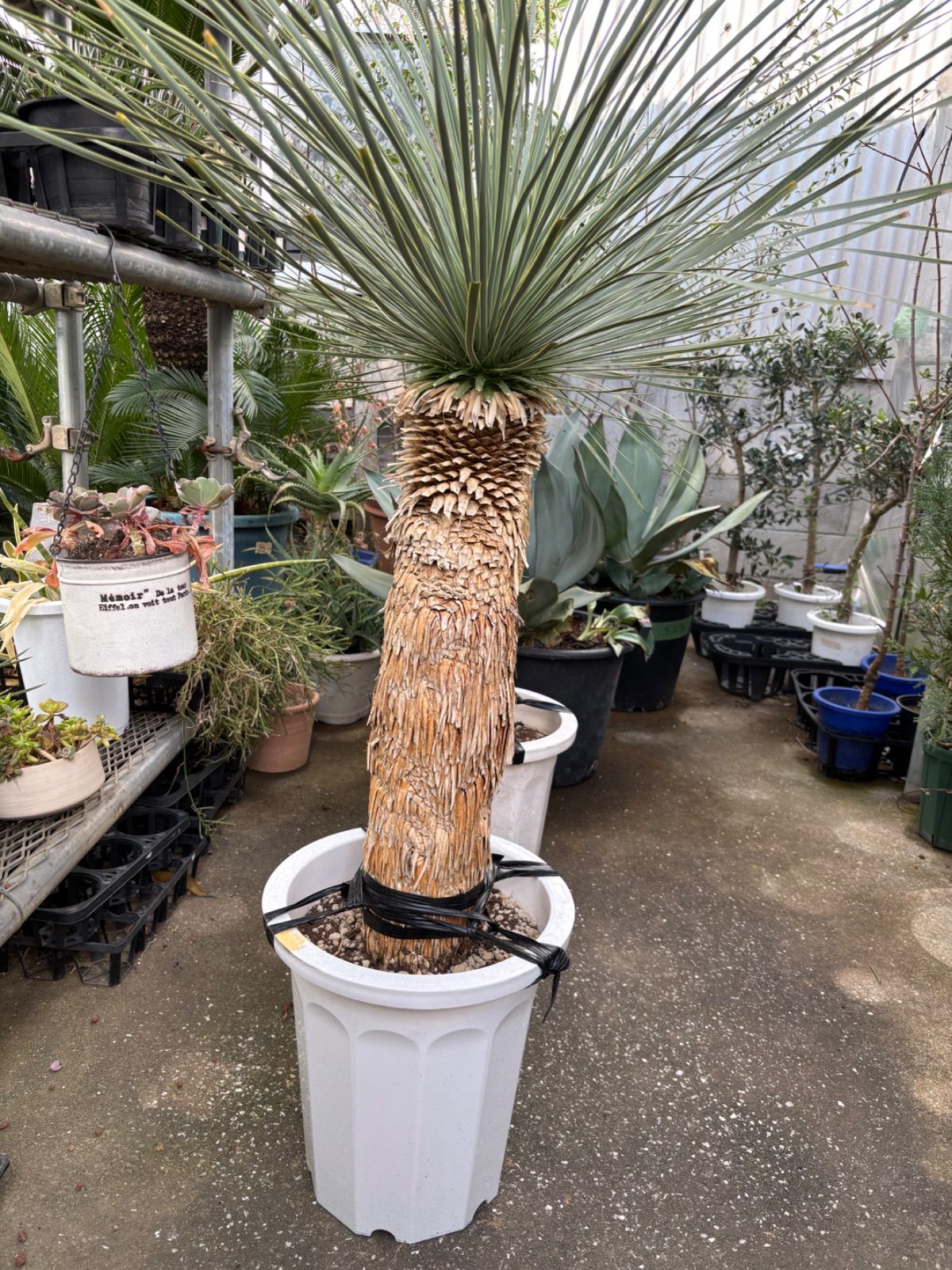 観葉植物 ユッカ ロストラータ インテリア 素敵なプランツ 素敵なお庭