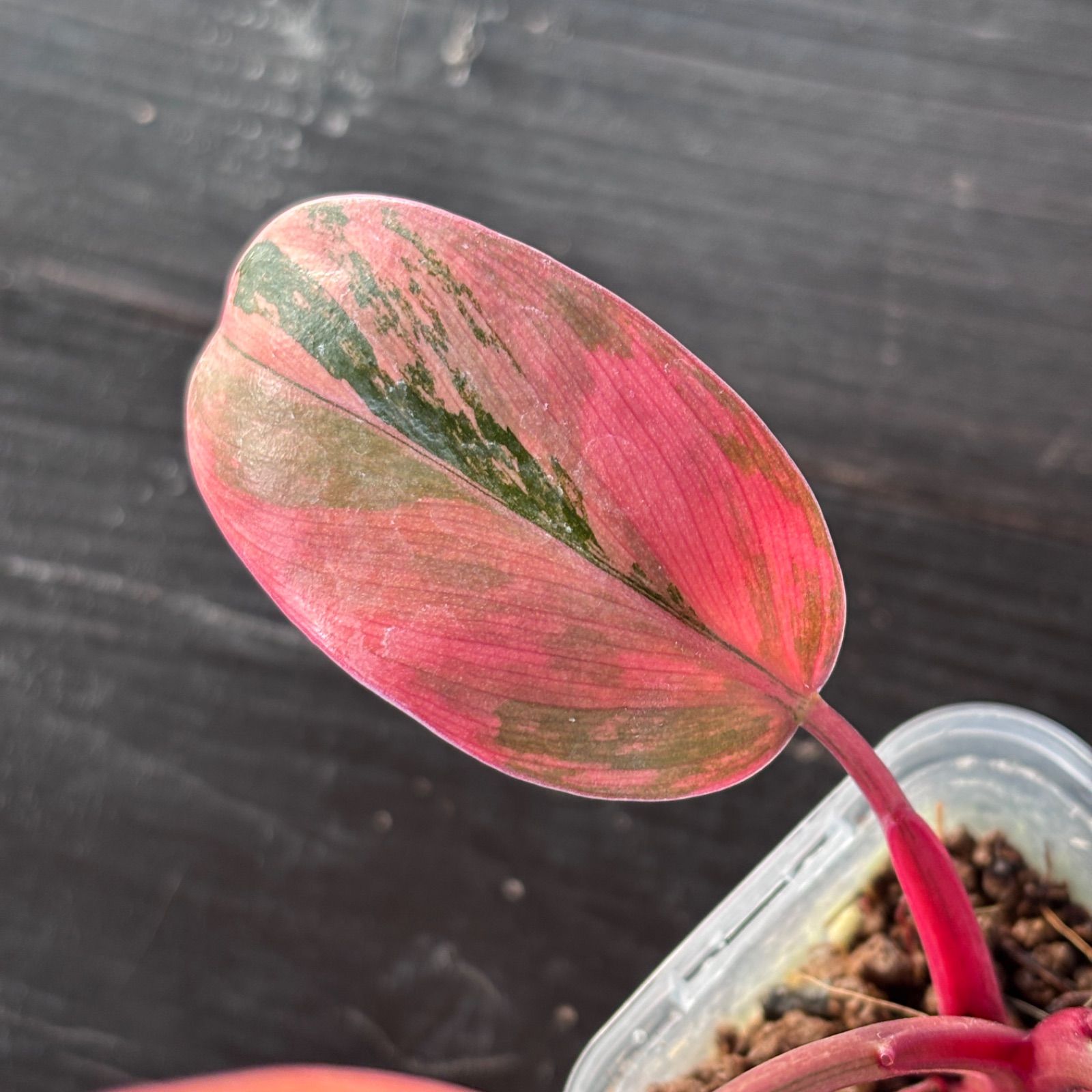 ★レア種特価★フィロデンドロン　レッドコンゴ斑入り　中株　SHOPタグ付き フィロデンドロン・レッドコンゴ / Philodendron Red Congo
