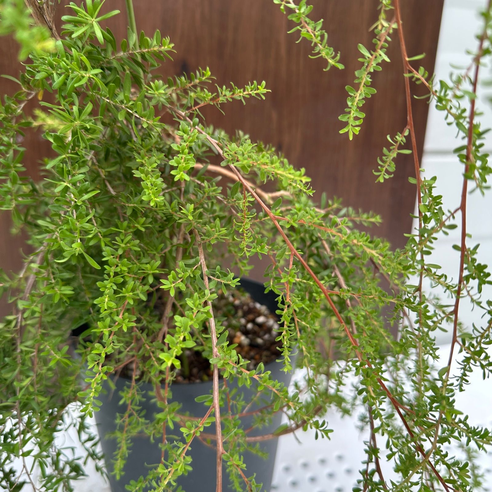 現品】④ レプトスペルマム バーチカルドロップ 6号 ティーツリー