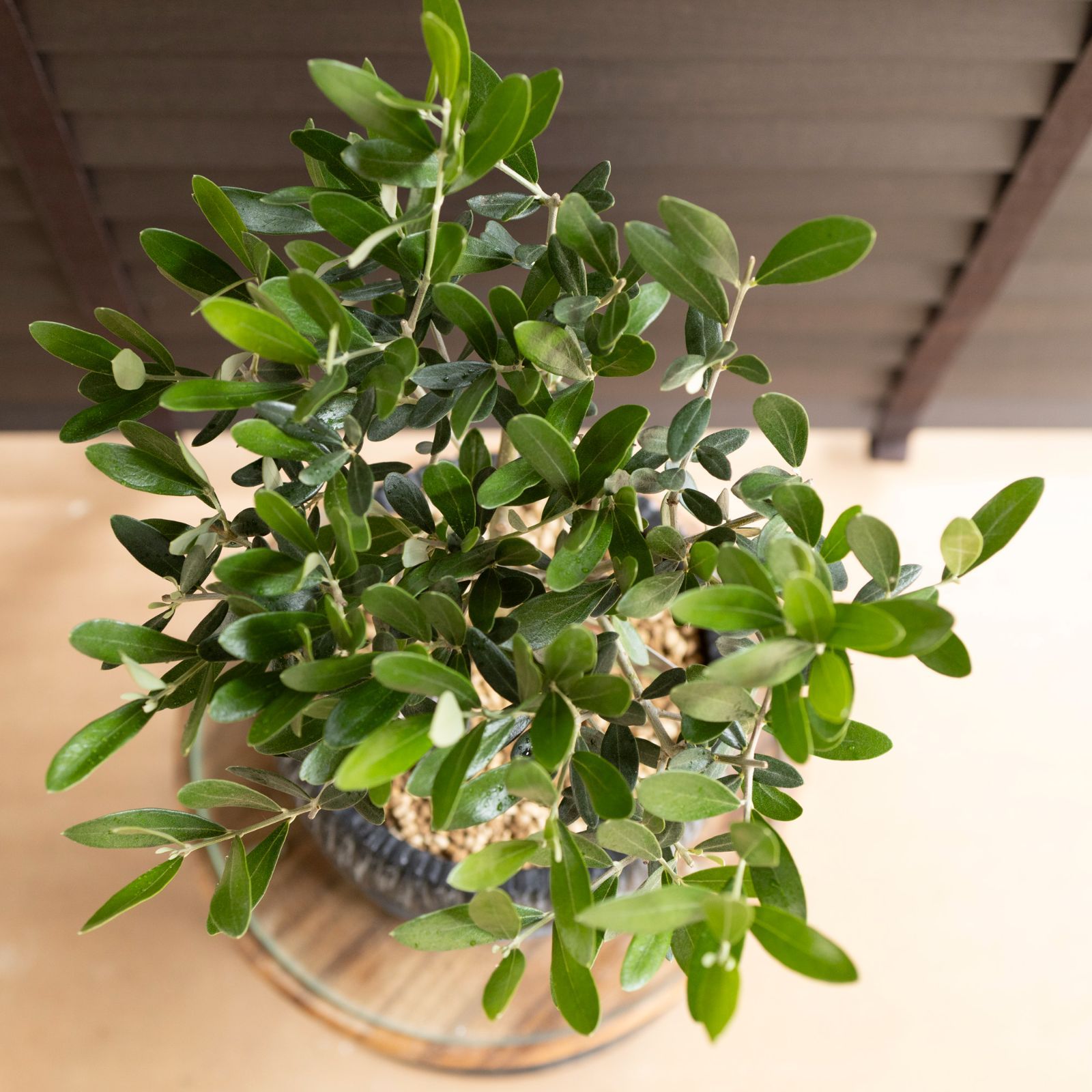 創樹 オリーブ 7号 ミッション 盆栽 SOUJU Mission Olive オリーブの木
