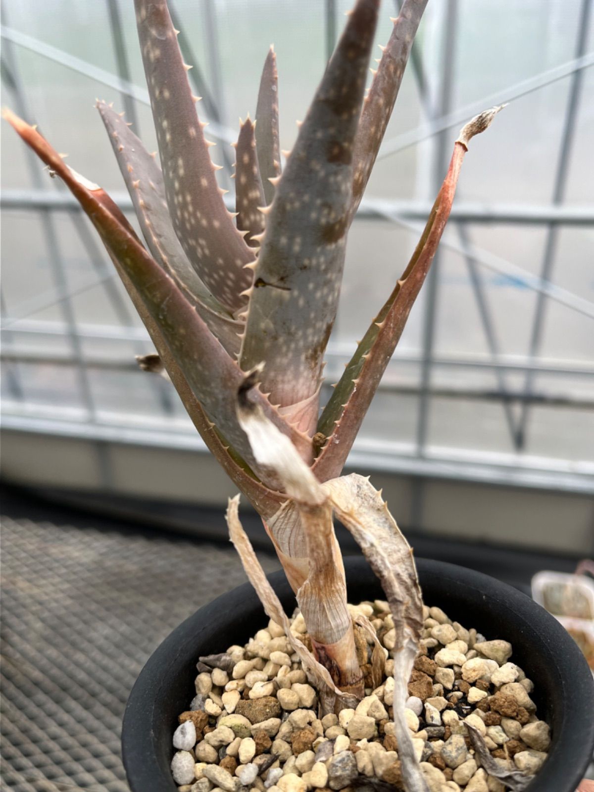 アロエ スピニフローラ Aloe 'spiniflora' - メルカリ